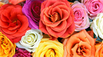 Fond d'écran gratuit de Fleurs - Roses numéro 60621